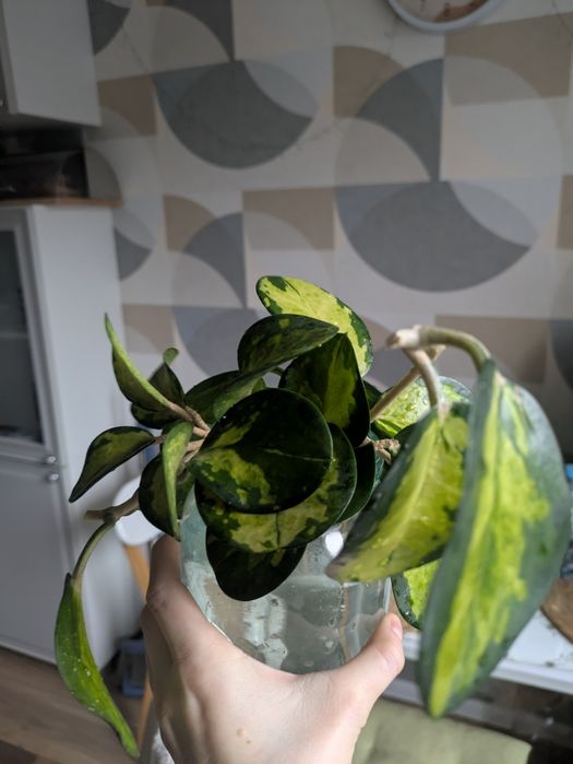 Хойя Лиза продам