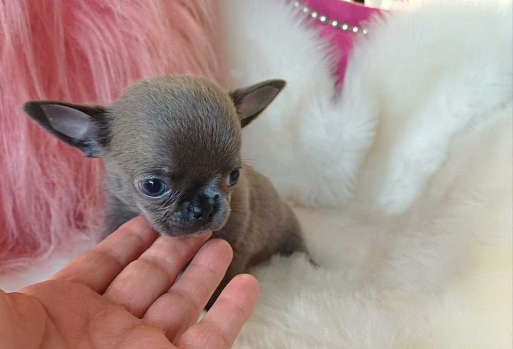 Chihuahua przepiękny maleńki niebieski  chłopczyk