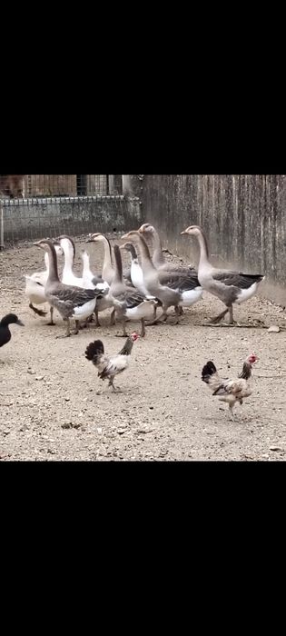 Gansos de Toulouse