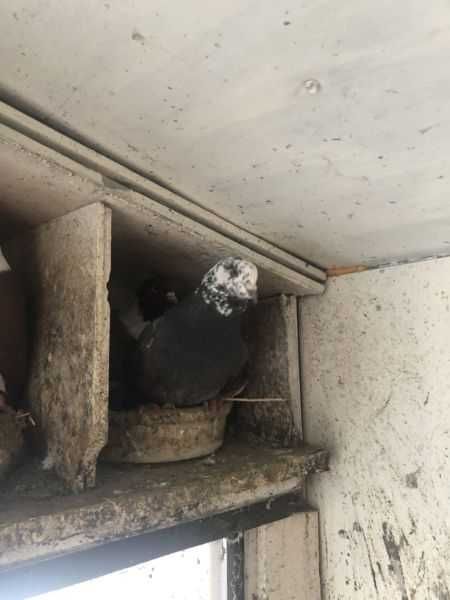 Gołębie kingi młode