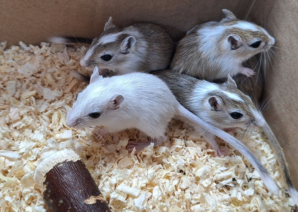 Myszoskoczki samczyki i samiczki.