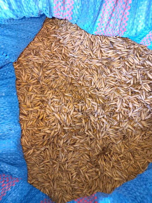 Sprzedam Pszenice 800zl/t,  Owies 700zl/t