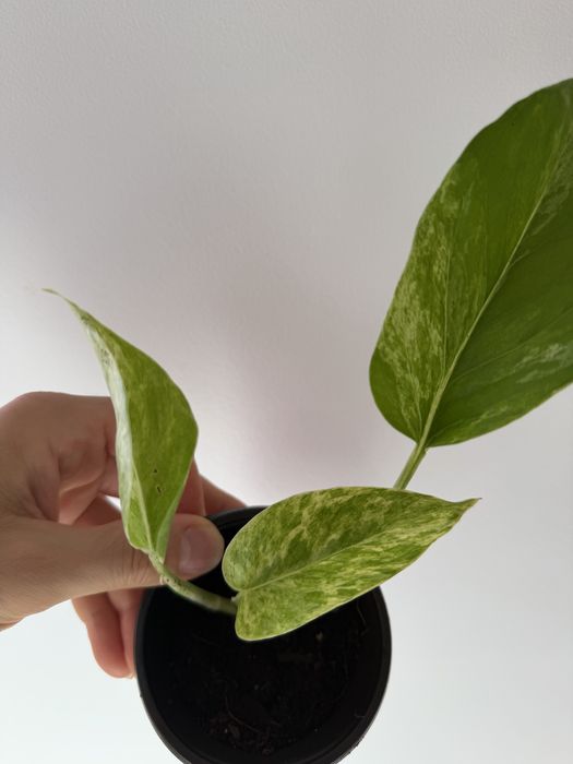 Epipremnum Gold, Pinnatum green, marble queen, cebu blue