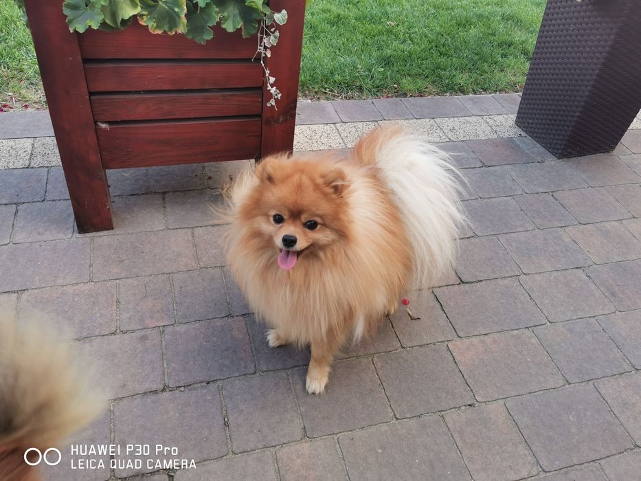 Szpic miniaturowy krycie