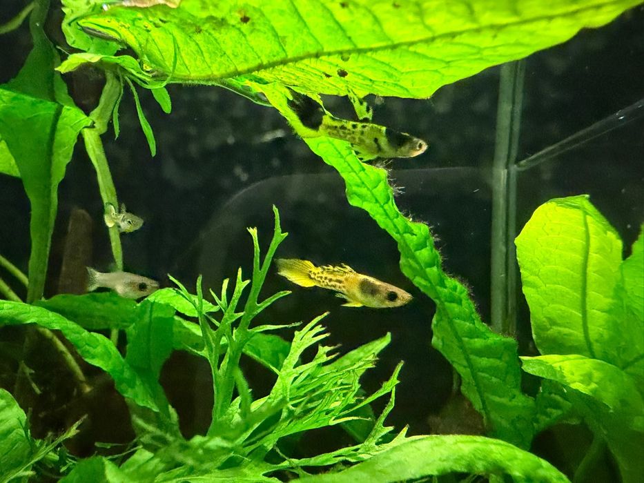 Guppy Endler Tigre
