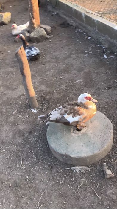Patos mudos fortes