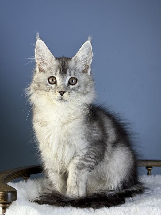 Тикированый шедед линия 3  месяца мальчик мейн кун