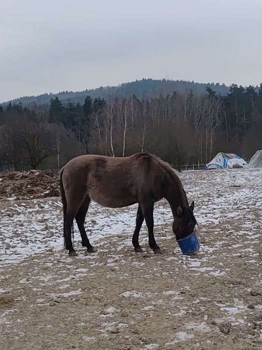 Sprzedam klacz huculska