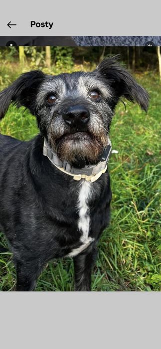 Do adopcji samiec 15kg