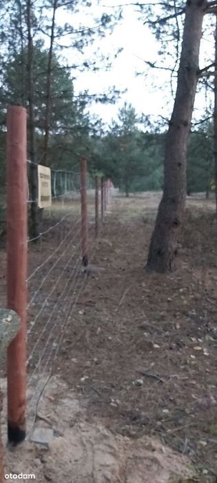 Puszcza Notecka Tanie działki budowlane bezpośrednio 50km od Poznania