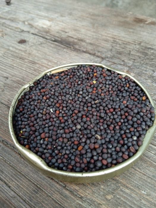 Продам 74 кілограмів ріпаку