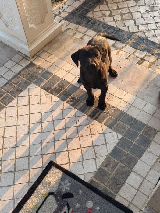 Cachorros para adoção responsável