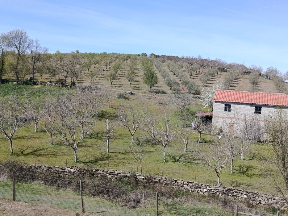 10 Hectares (100.000m2)  Terreno Agrícola Duas Igrejas Miranda do Douro, bem localizado, água e com maquinaria agrícola