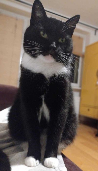 Kotka Alka szuka domku