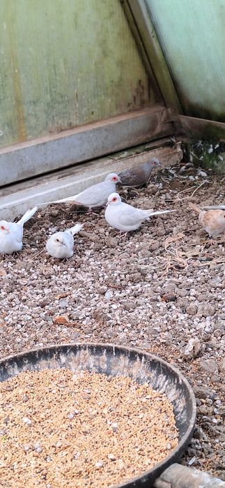 Gołąbki diamentowe