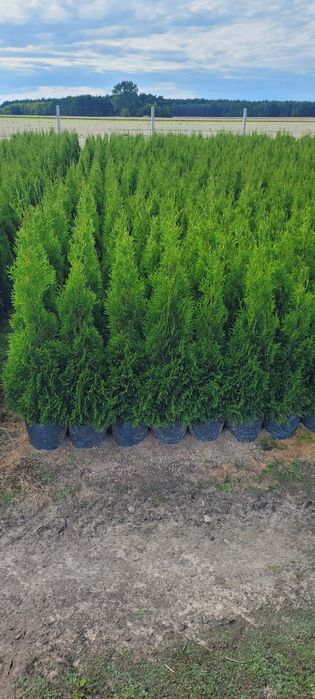 Tuja smaragd 120 cm tuje 100 szmaragd 150 brabant dabrowa Górnicza