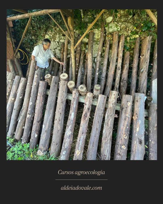 Cultivo caseiro de cogumelos - formação