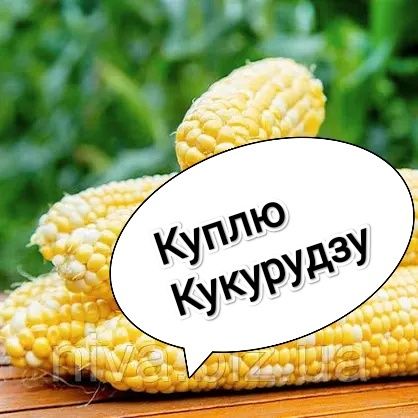Кукурудзу солодку в качанах з поля в