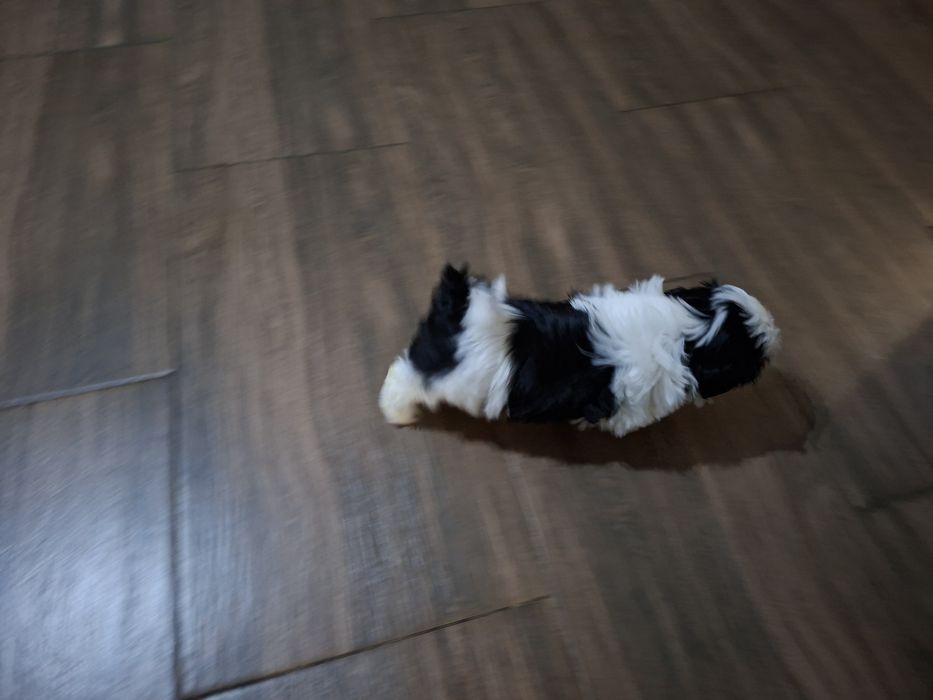 Shih-tzu Czarno biała Sunia