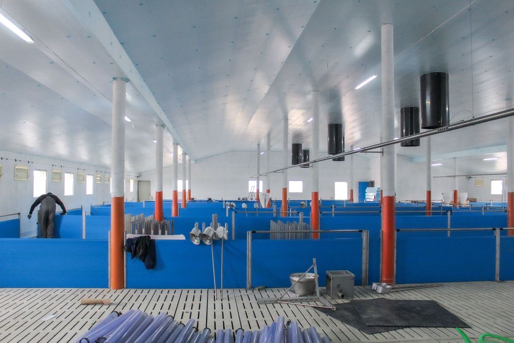 Błękitne Panele Izolacyjne Płyty Styrodur XPS AGRO Podbitka Podsufitka