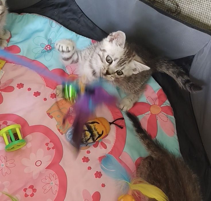 Шотландский Мальчик в Шиншилловой шубке