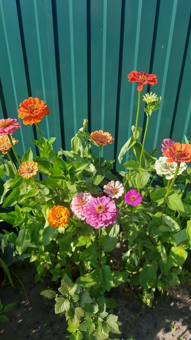 Продам насіння різнокольорових майорів