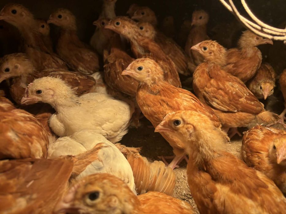 Kury kurczaki Rossa 5 tyg.