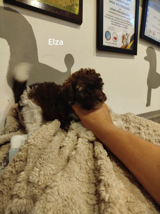 Pudel toy wielobarwna sunia biało brązowa