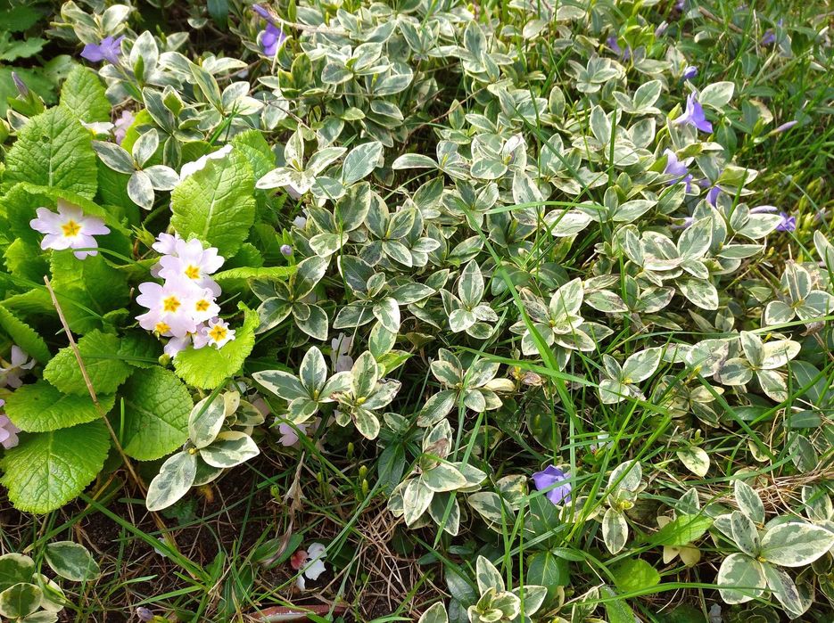 Барвінки, ромашка велика (королиця), конвалії