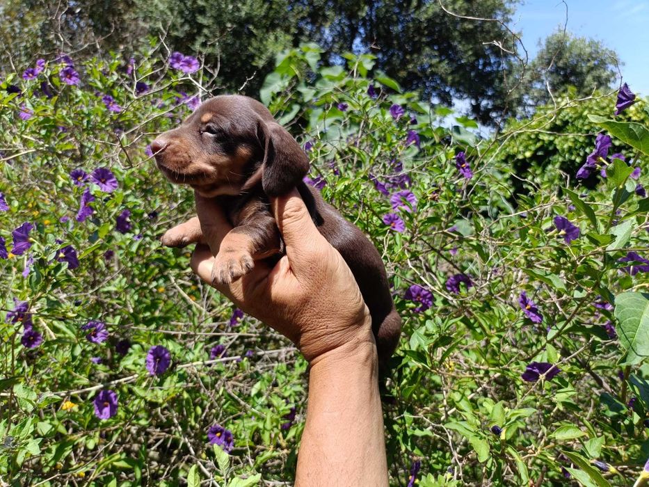 Teckel mini machinho chocolate tan