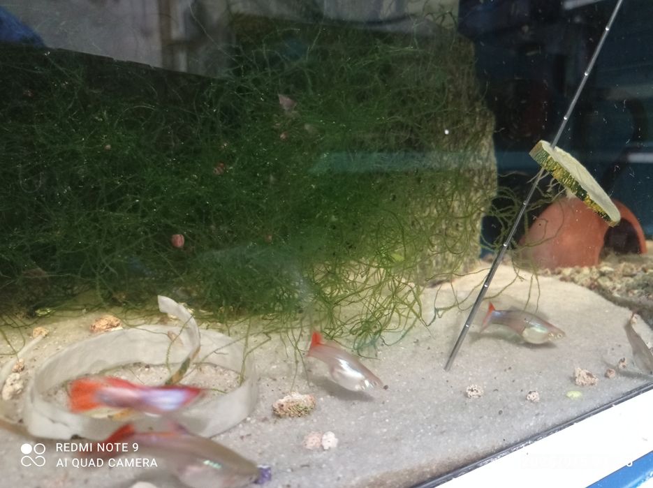 Guppys jovens e adultos