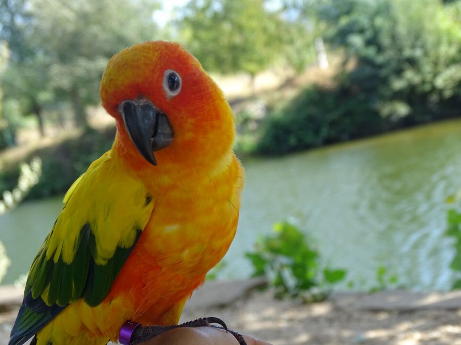 Treino aves para voo livre, voo indoor e amansamento