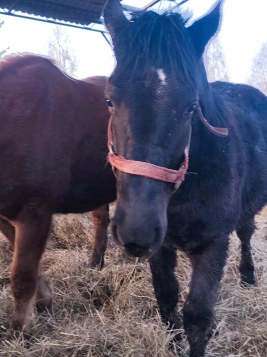 Sprzedam lub zamienię klacz z ogierkiem