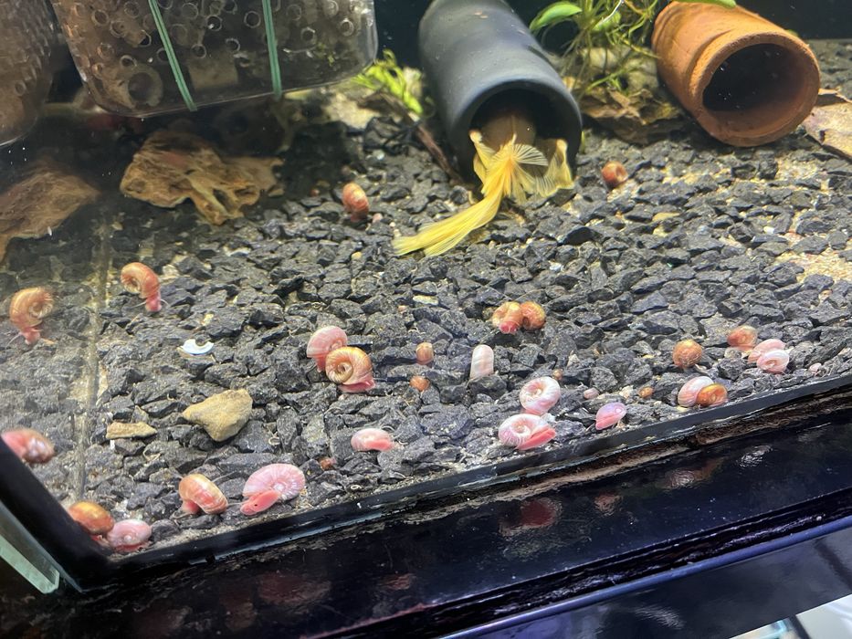 Akwarystyka ślimaki