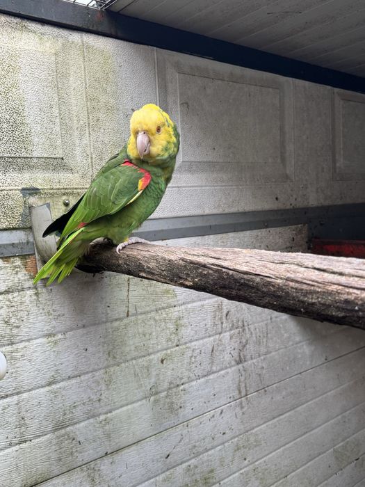 Casal Papagaios Amazona oratrix