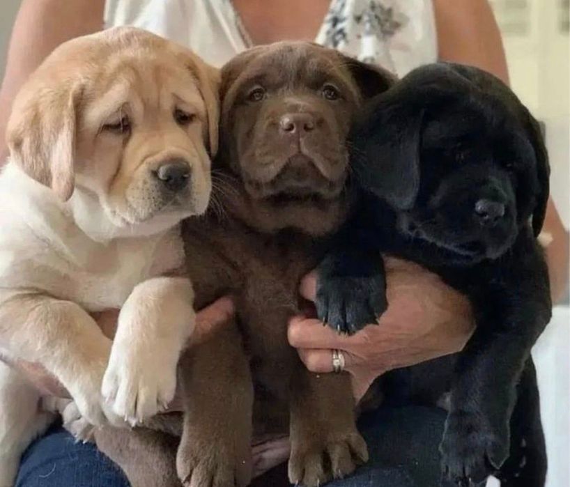 Шоколад хлопчики та дівчата Лабрадорчики з документами є ЧІП Доставка