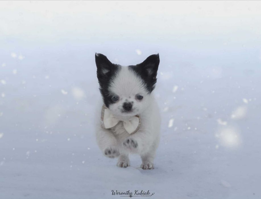 FRESCO - Długowłosy Chihuahua