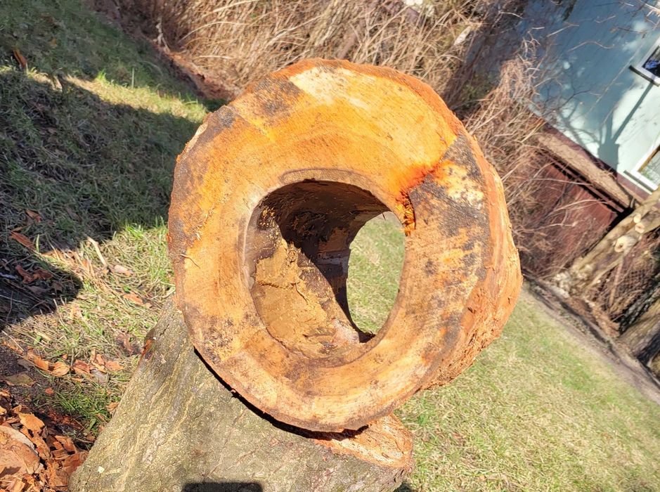 Wydrążony pień kasztan projekt