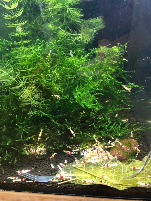 Stabilne krewetkarium