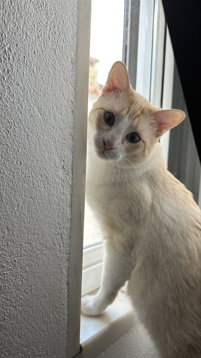 Gato para adocao responsável