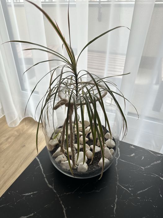 Dracena obrzeżona Dracaena marginata w słoiku doniczce