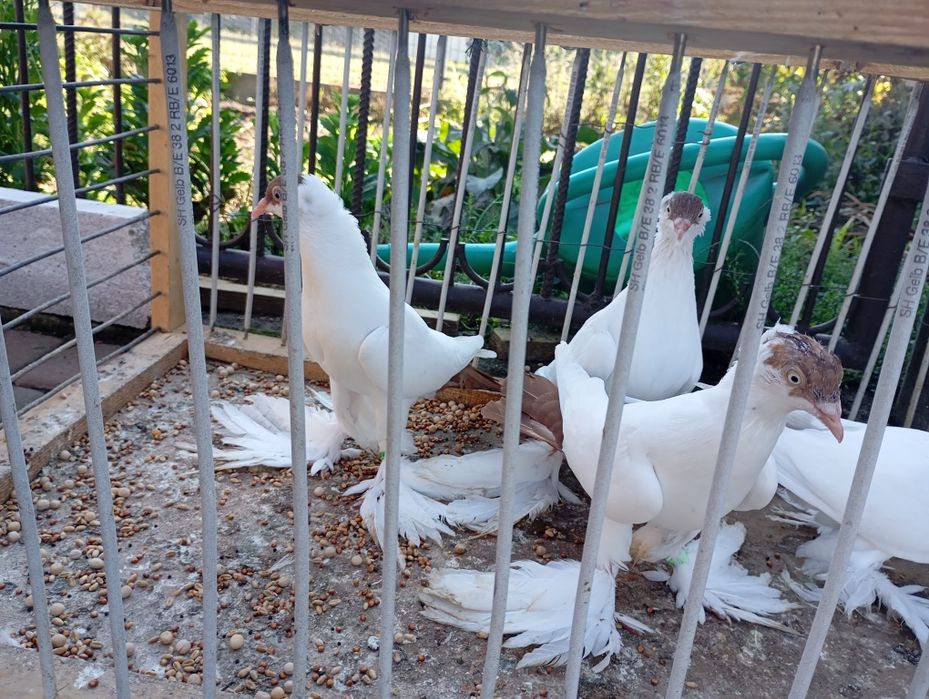 Krymki Polskie Młode 2 pary po 100 Okazja