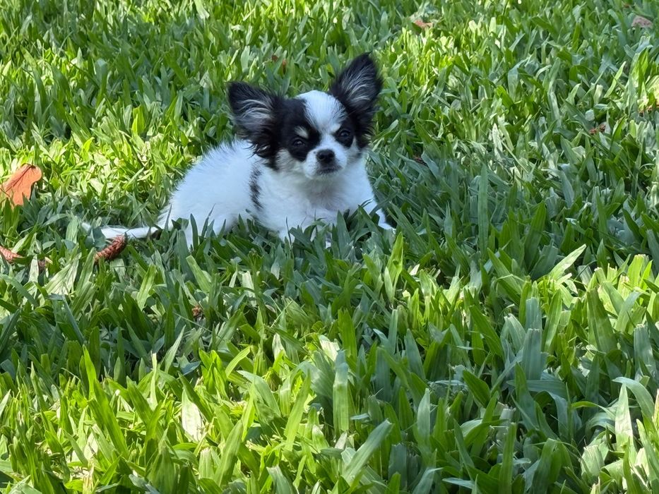 Chihuahua de pelo comprido