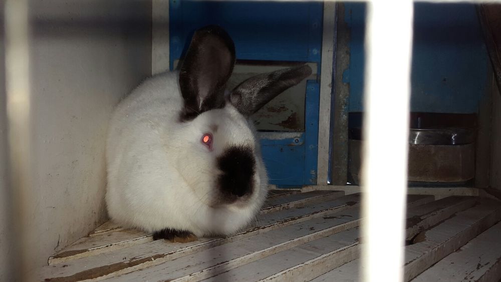 Клетки для разведения кроликов