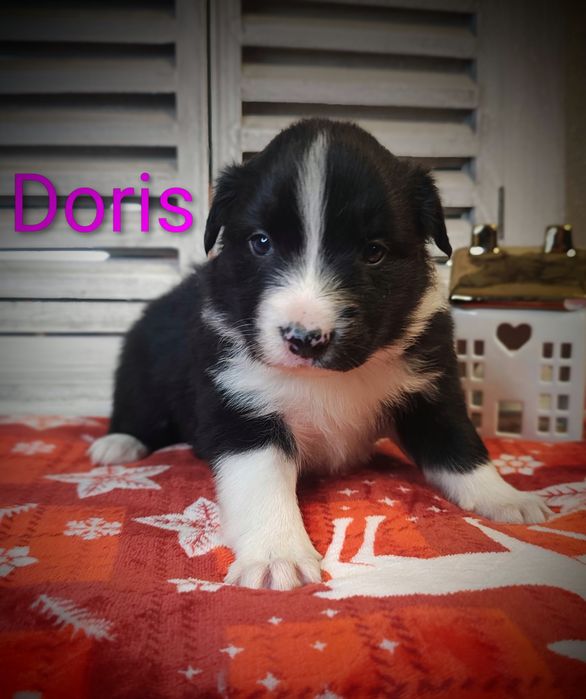 Border collie śliczna suczka przebadani rodzice