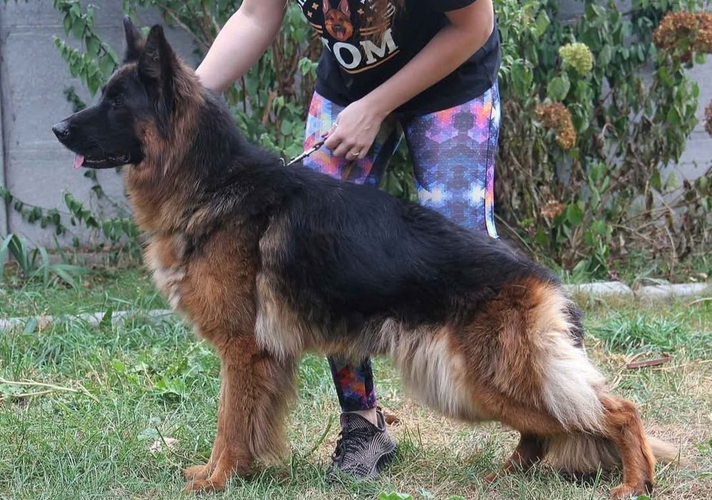 Розплідник Німецької вівчарки цуценята