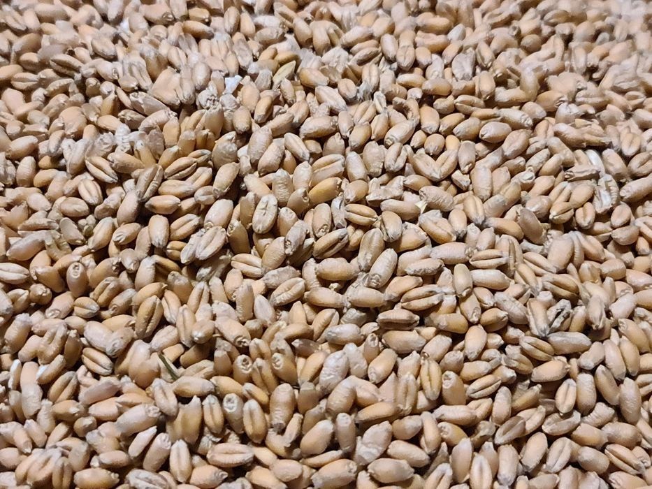 Sprzedam pszenicę ozimą Artist