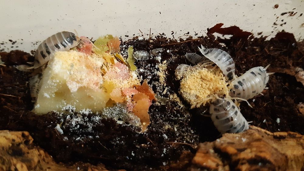 Izopody Porcellio Laevis Dairy Cow