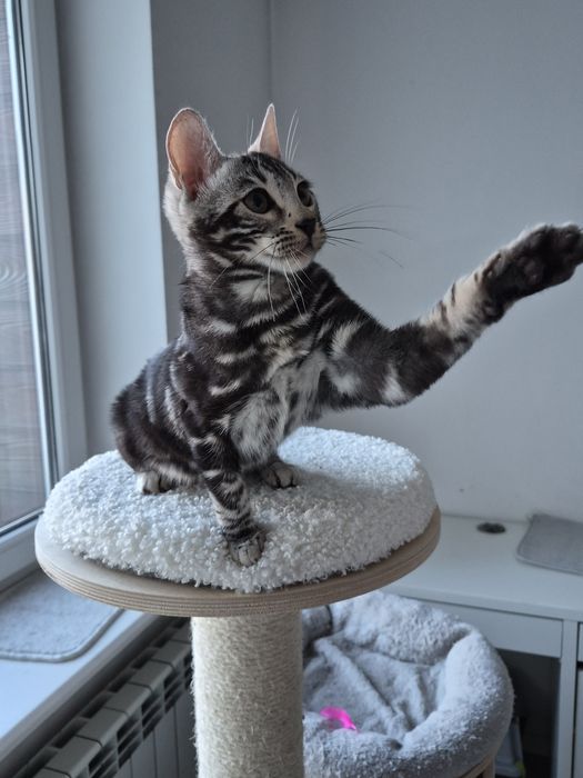 Kotka  bengalska Foxy