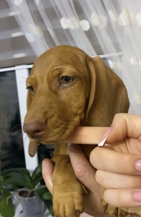 Чистокровна руда такса, чорно підпала